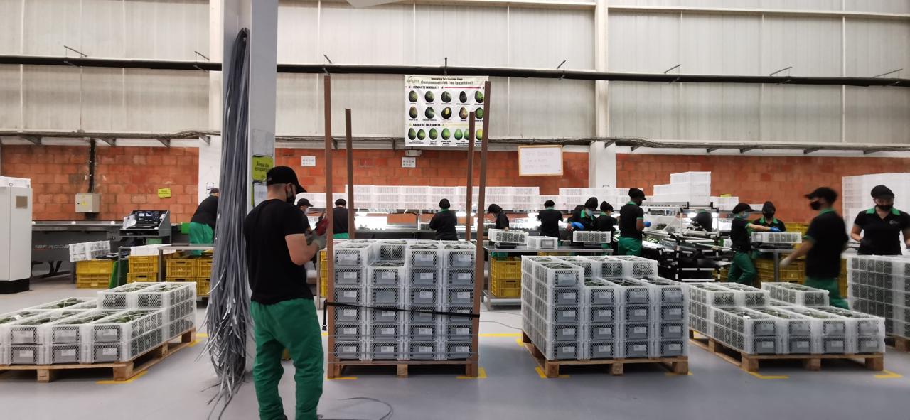 Exportación