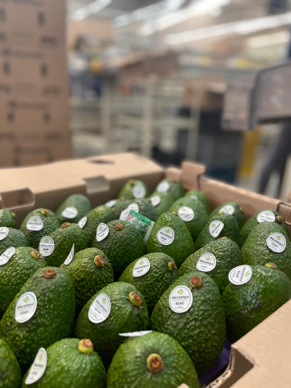 Aguacate Hass